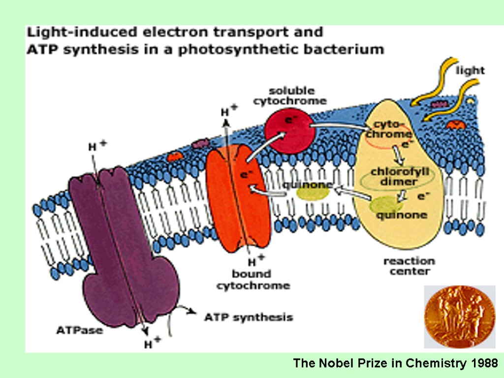 The Nobel Prize in Chemistry 1988